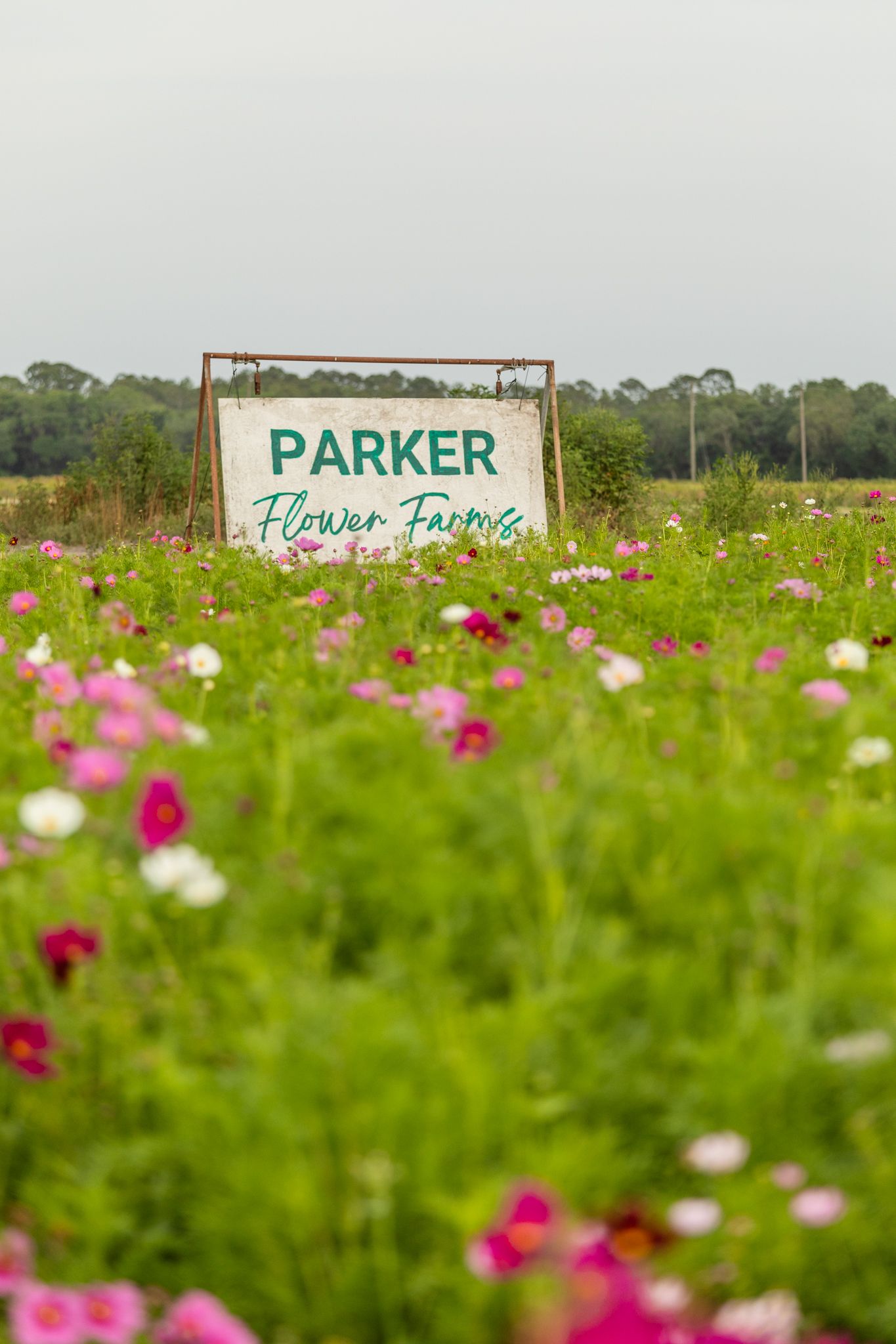 Fall Season Opening at Parker Flower Farms