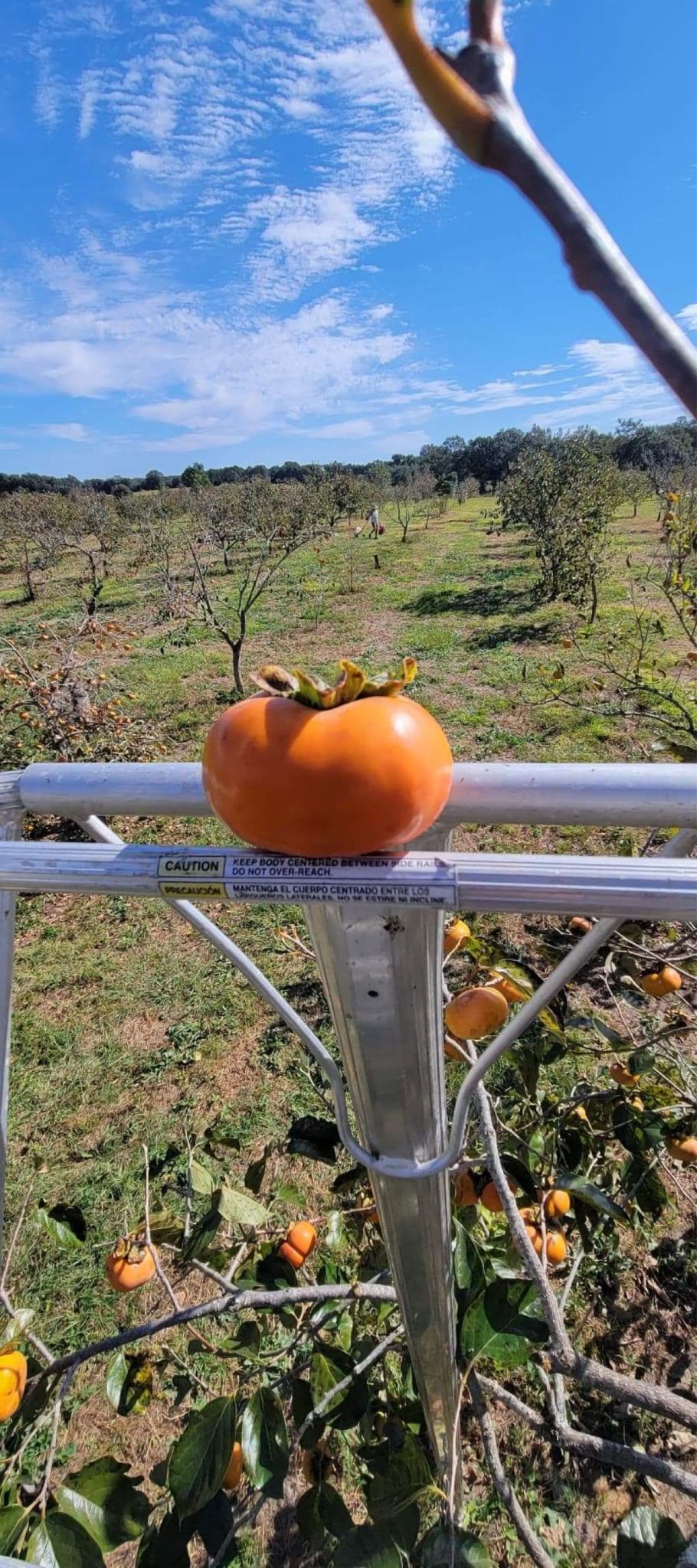 U-Pick Persimmons & Scarecrow Contest