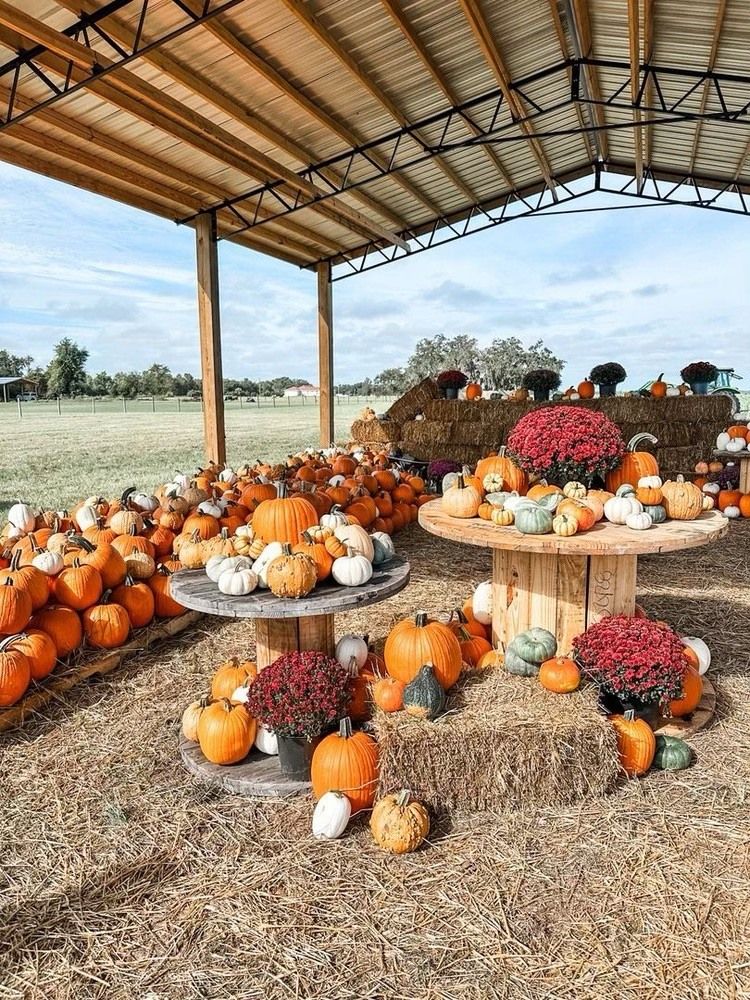 Fall Festival 