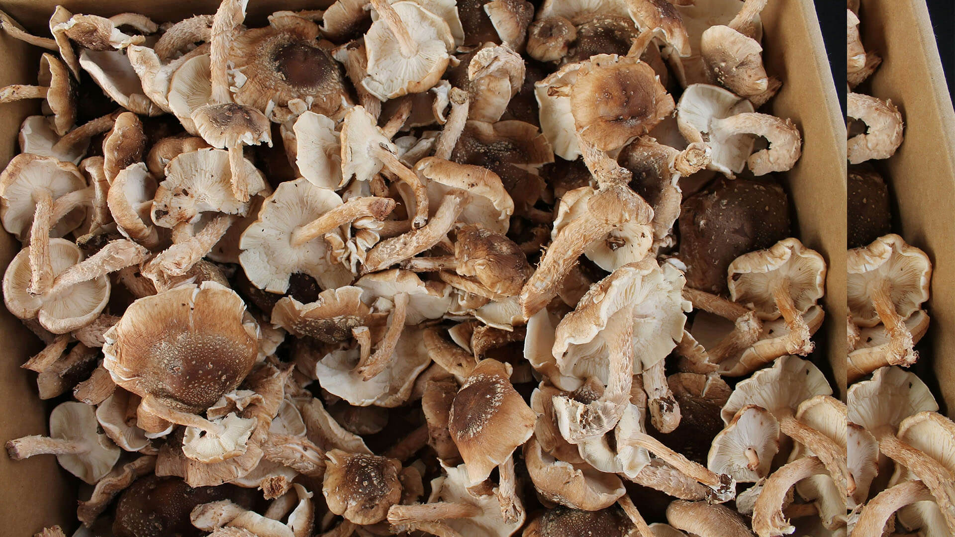 Shiitake