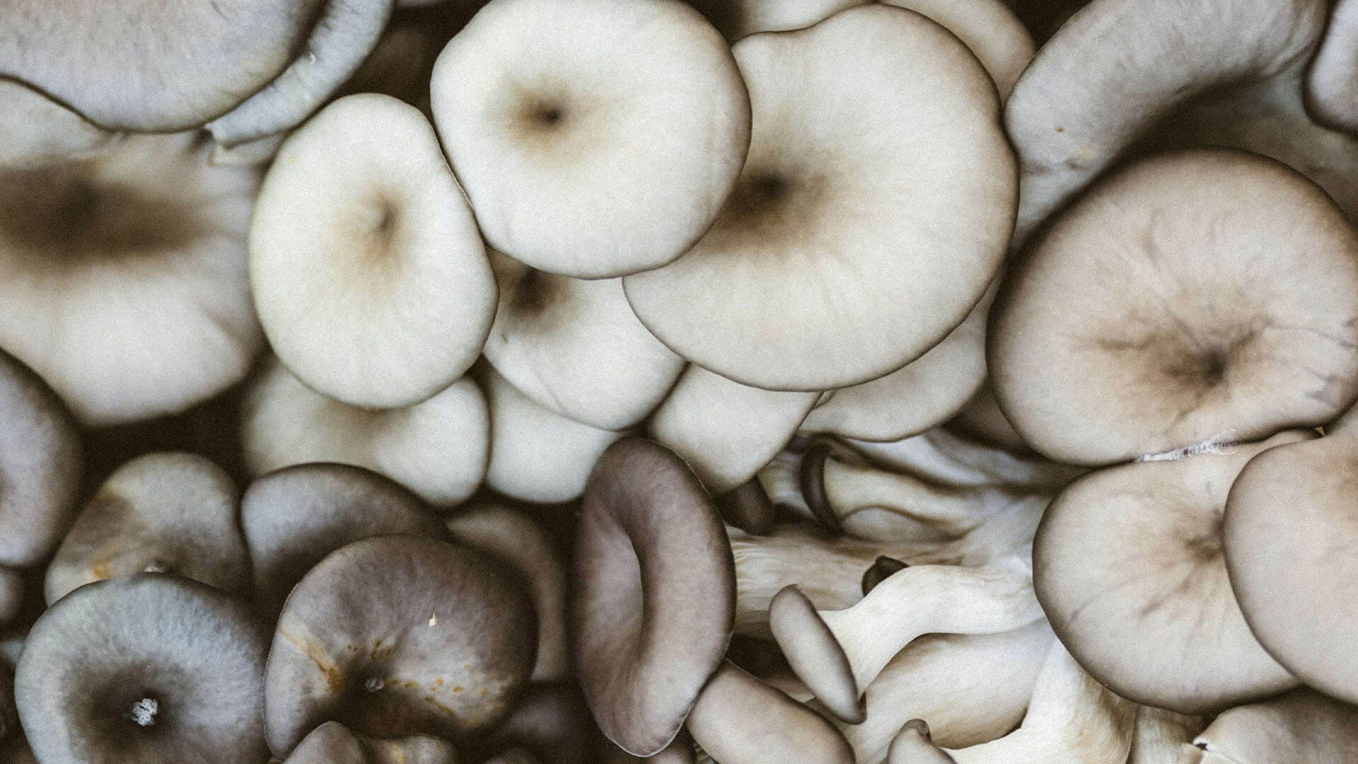 Oyster