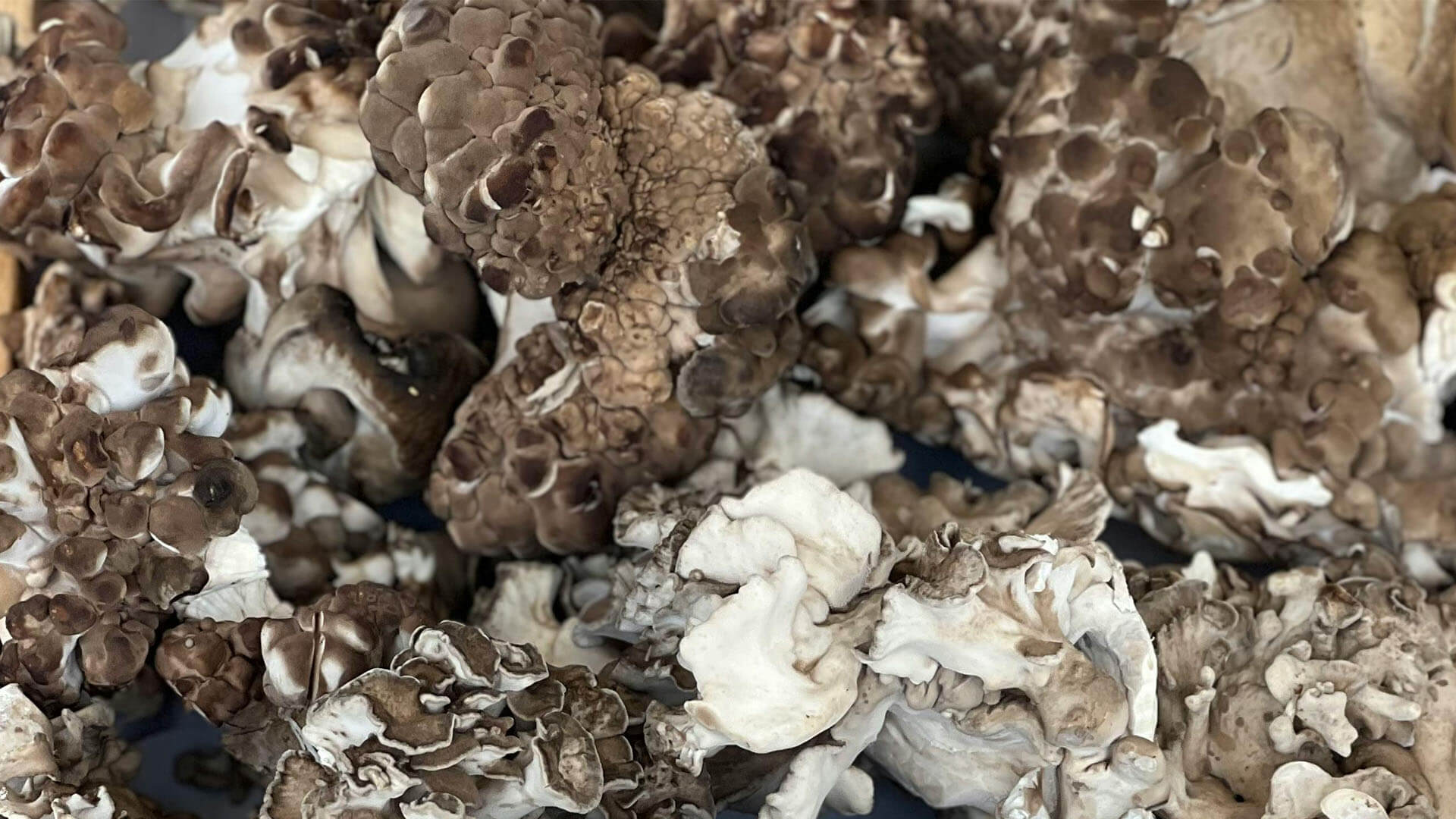Maitake