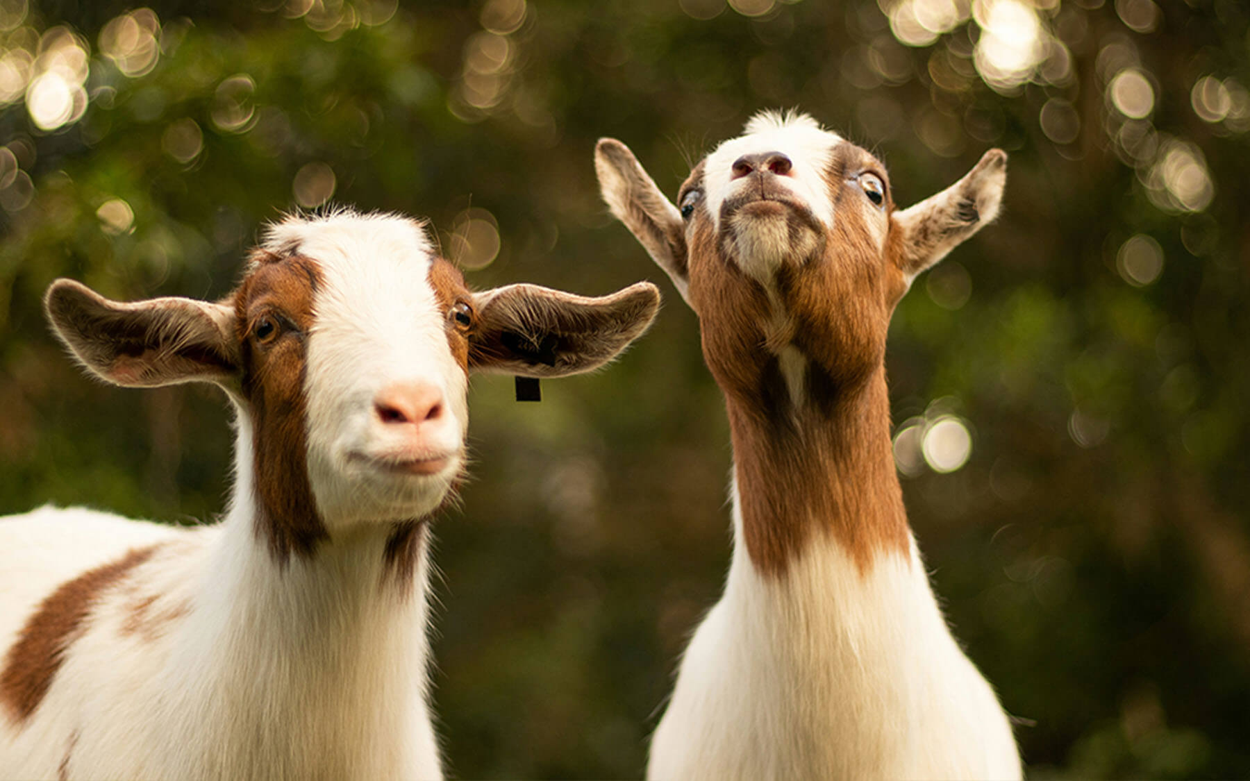 Goats