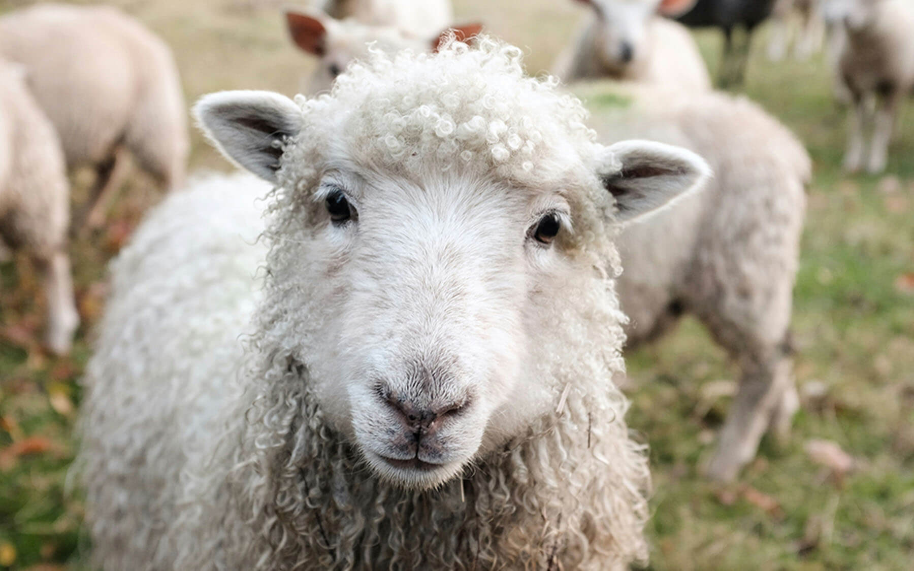 Sheep