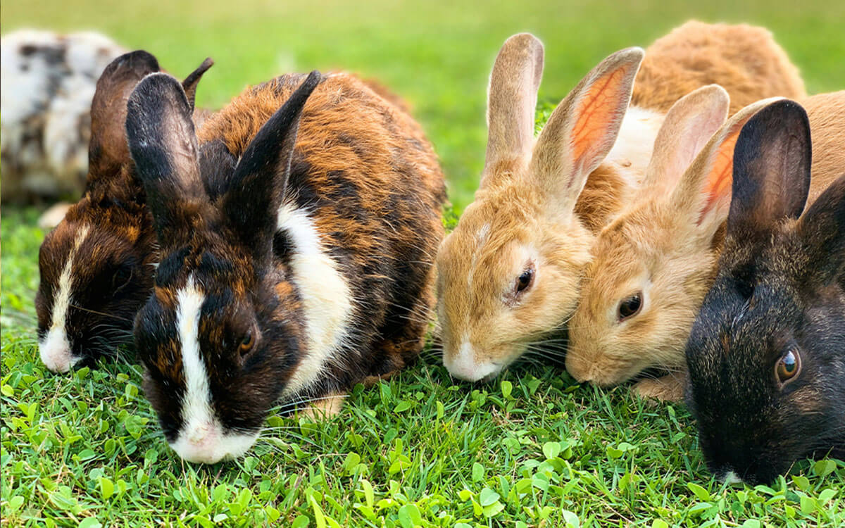 Rabbits