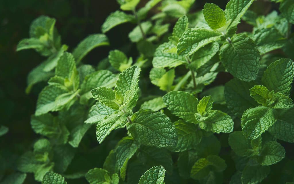 Fresh Herbs