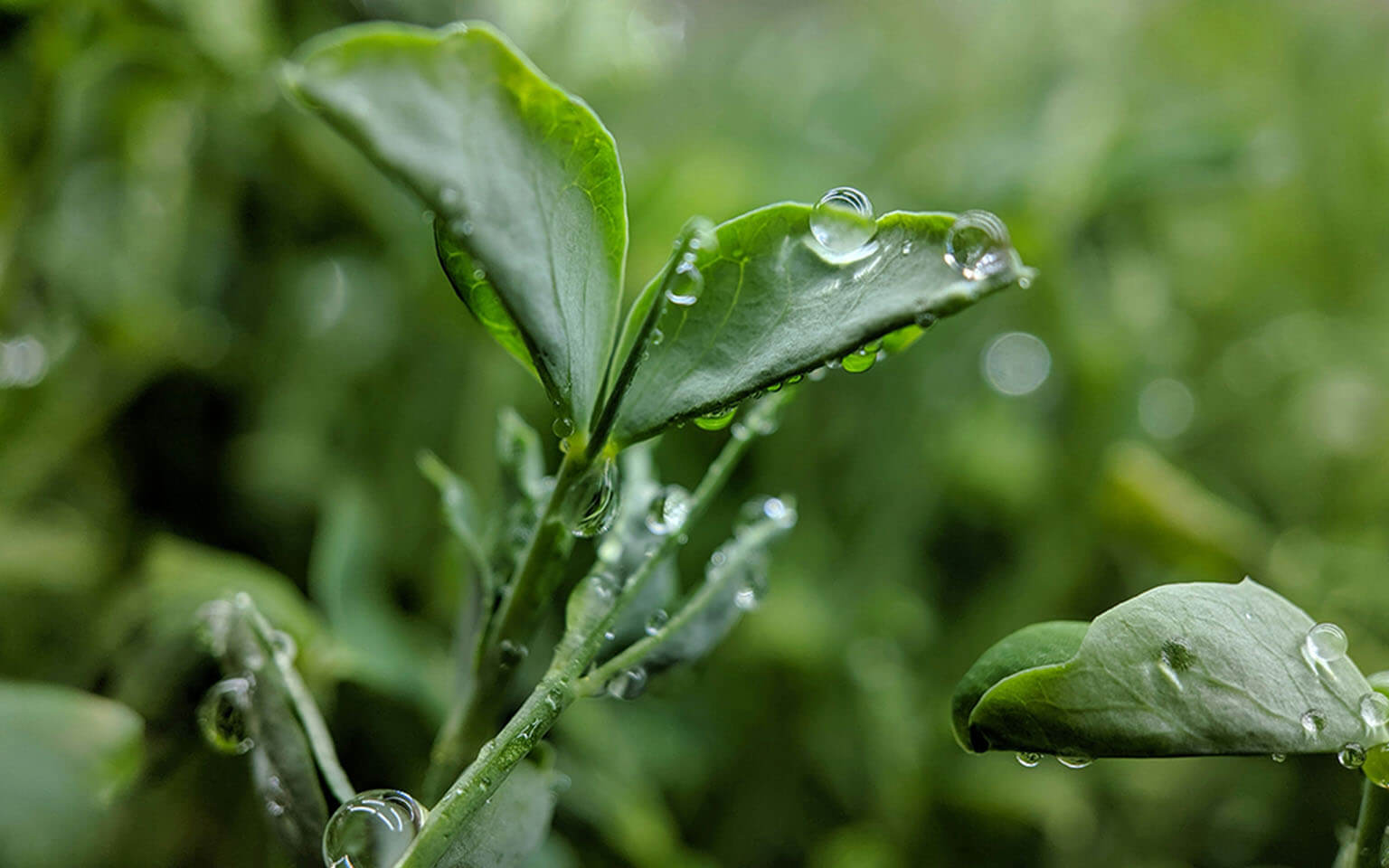 Microgreens