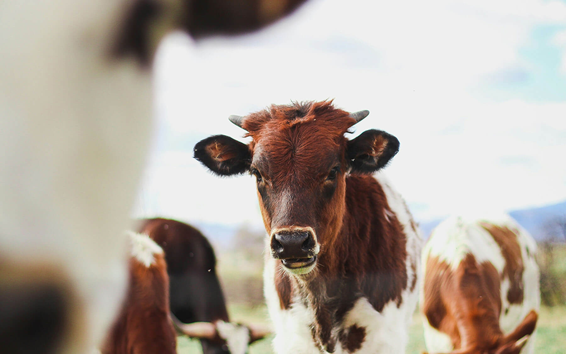Cattle