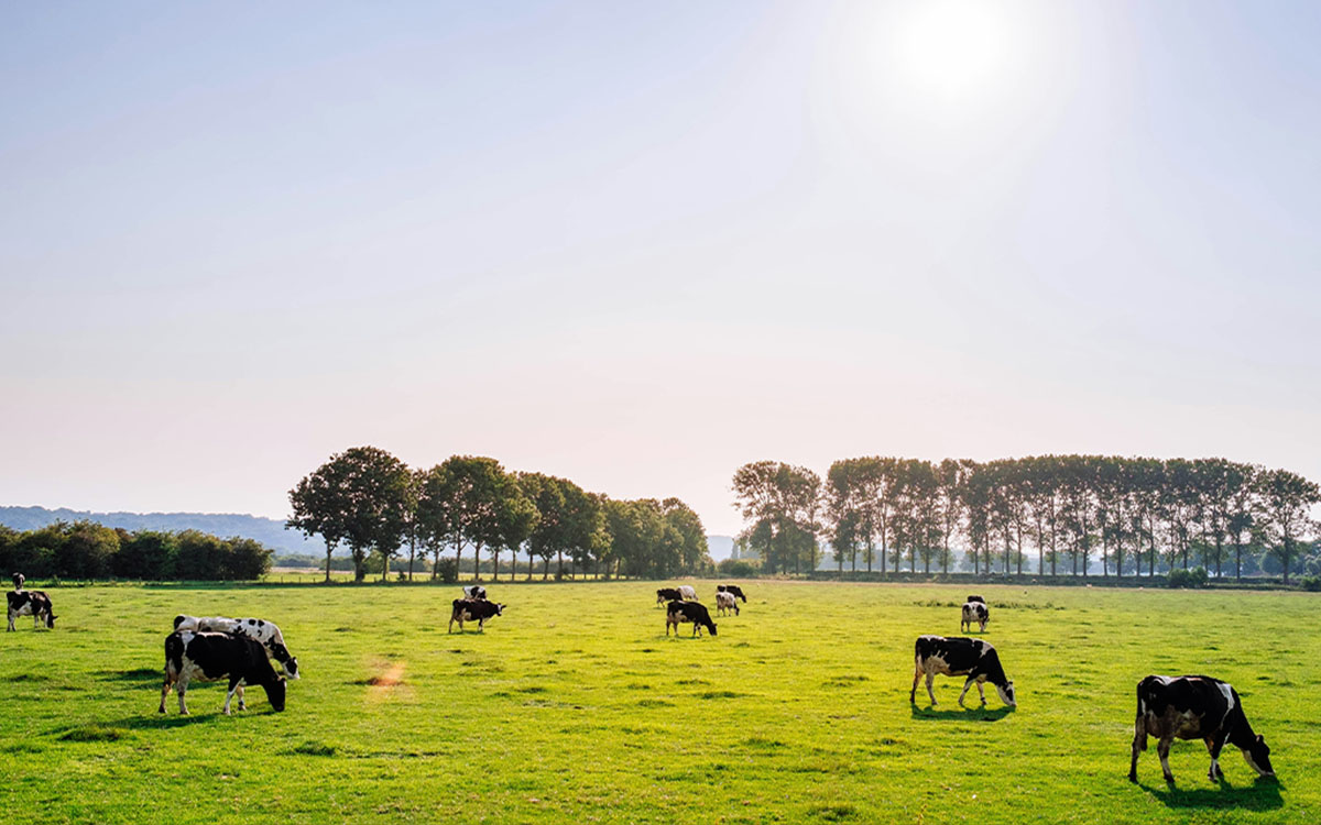 Livestock