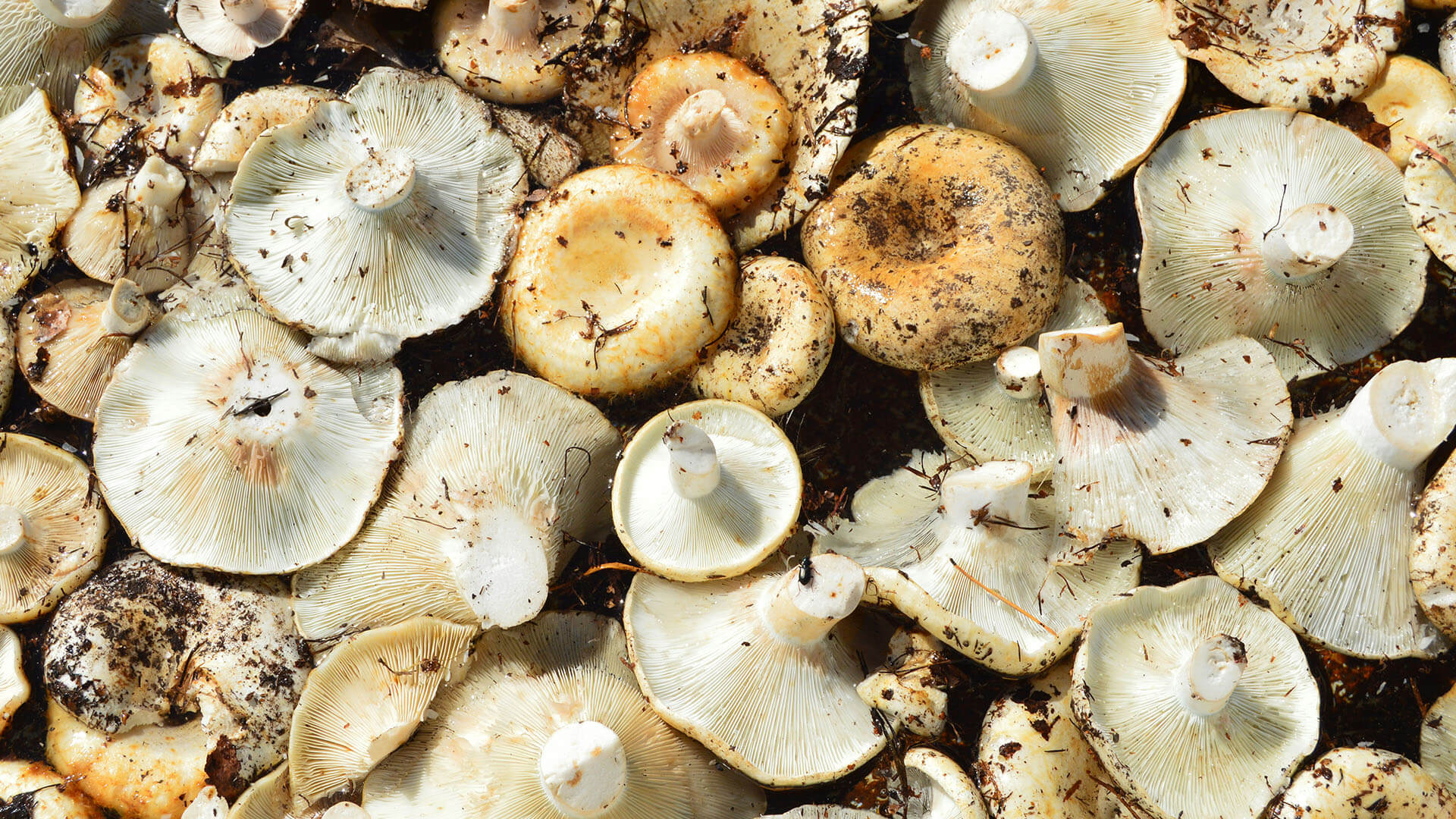 Mushrooms