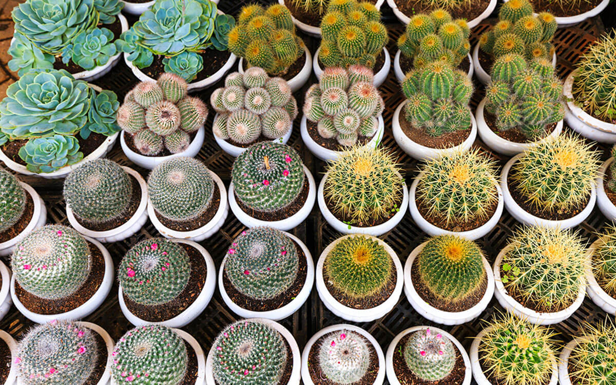 Succulents