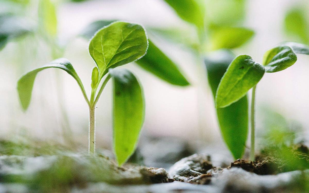 Seedlings