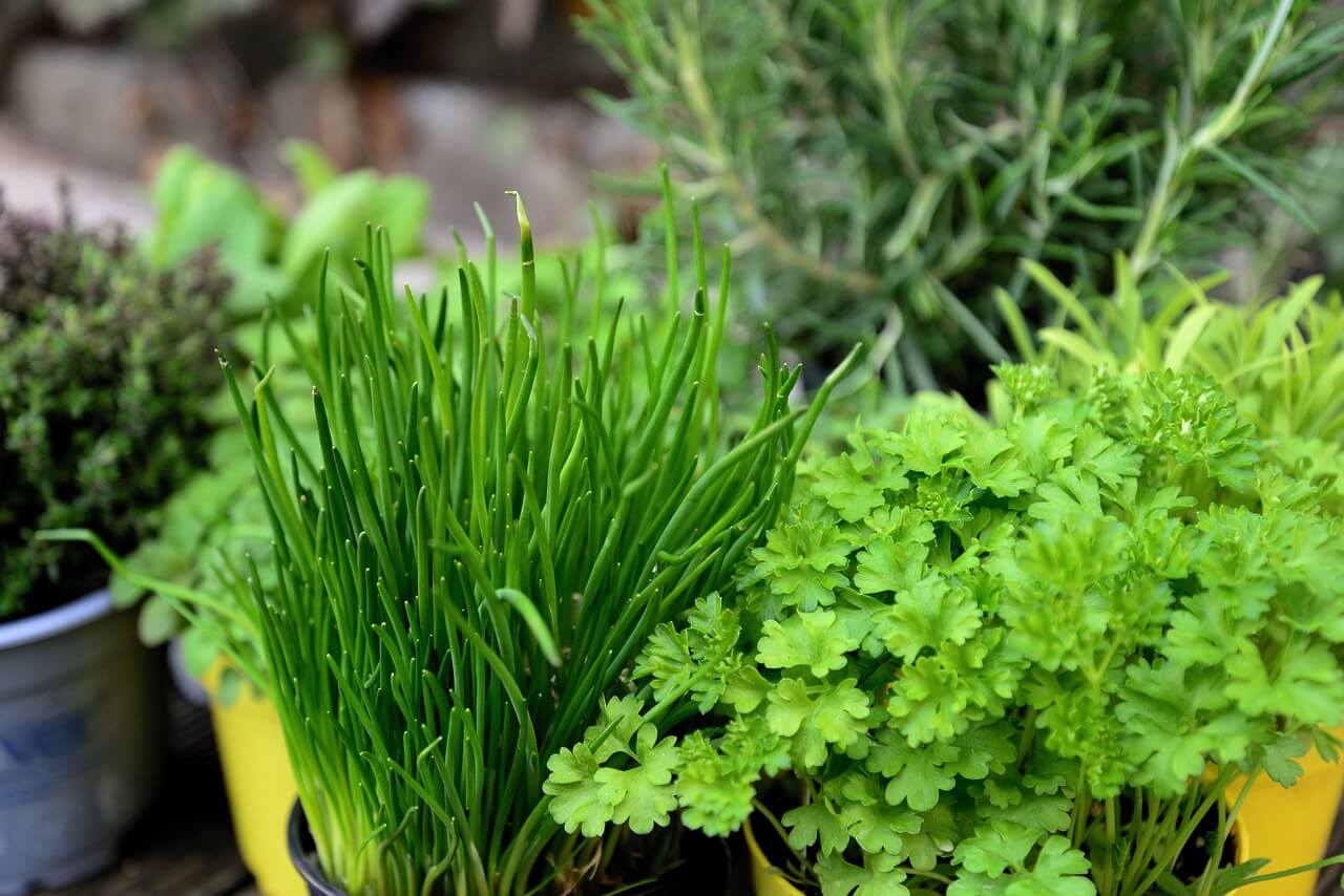 Potted Herbs