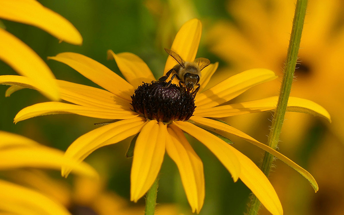 Pollinator Plants