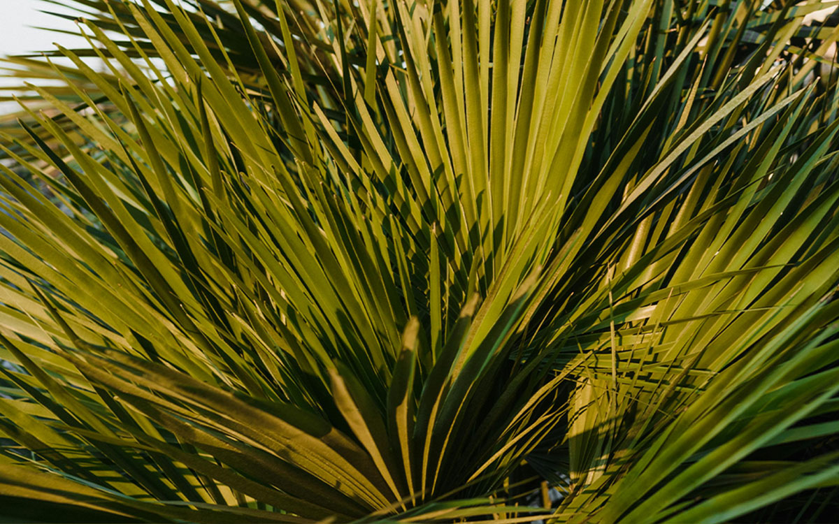 Native Plants