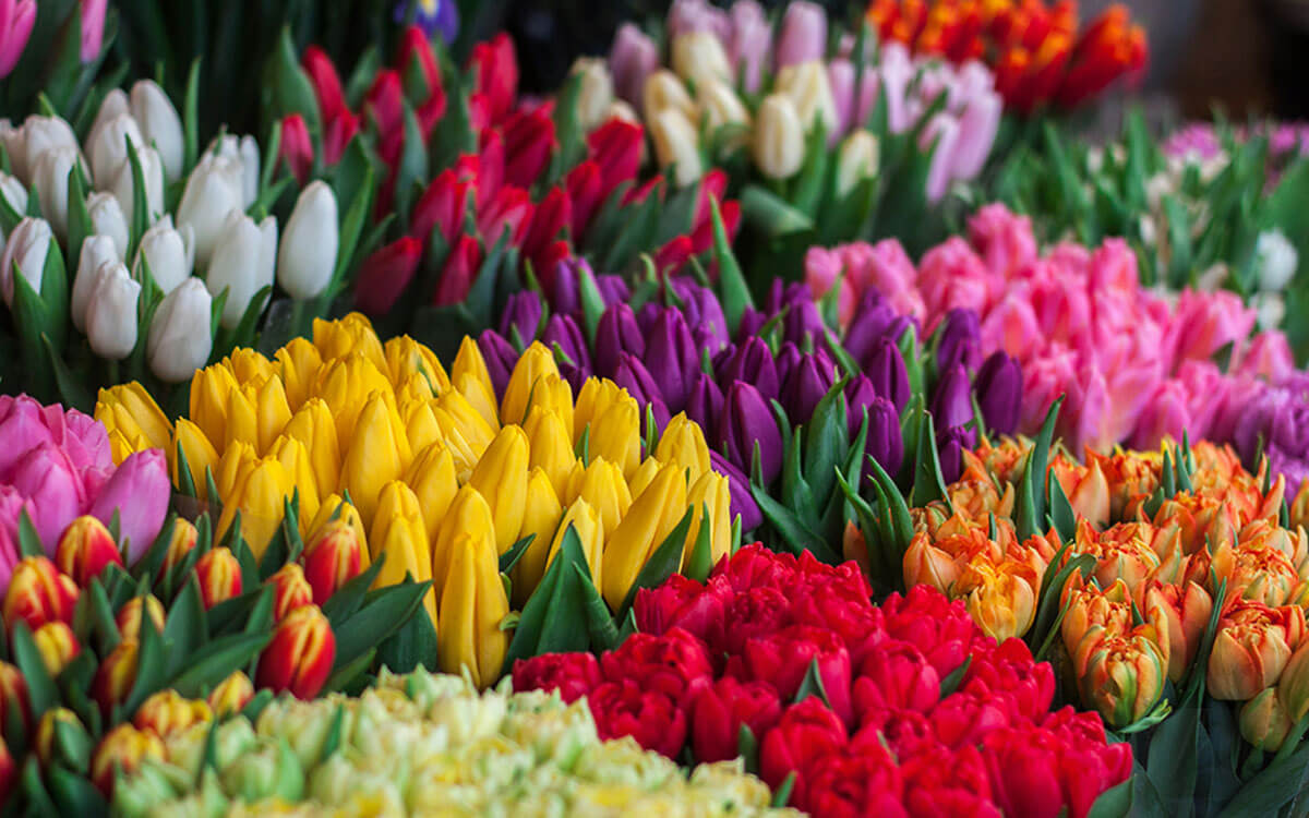 Fresh Flowers