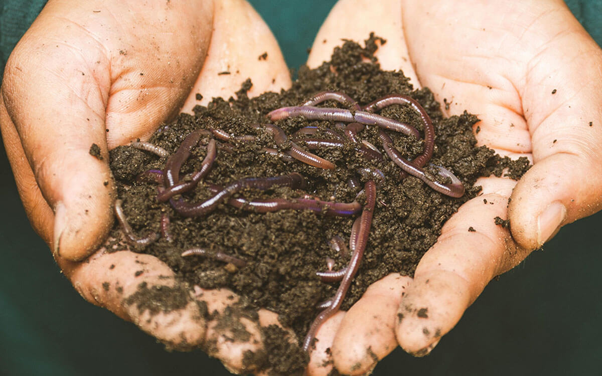 Worm Castings