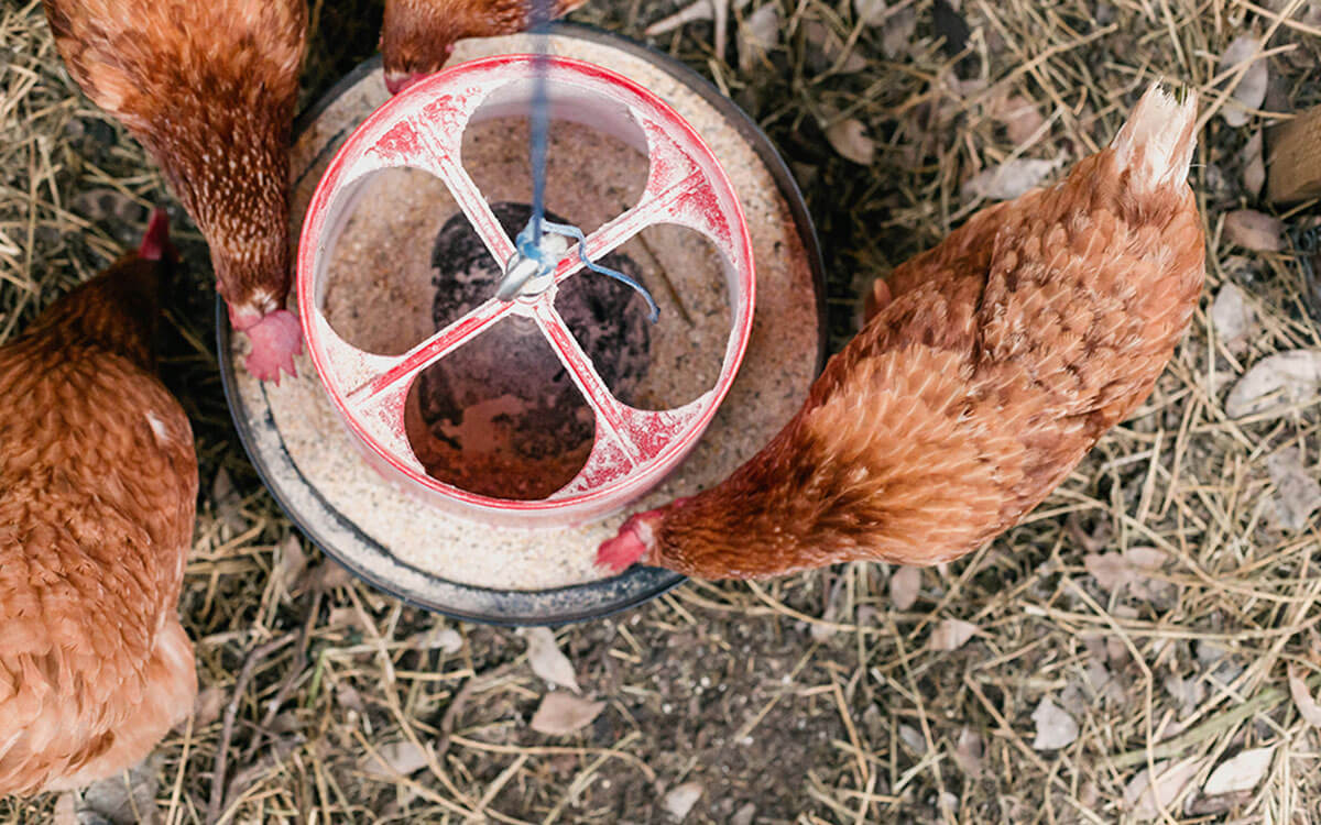 Coop & Barn Supplies