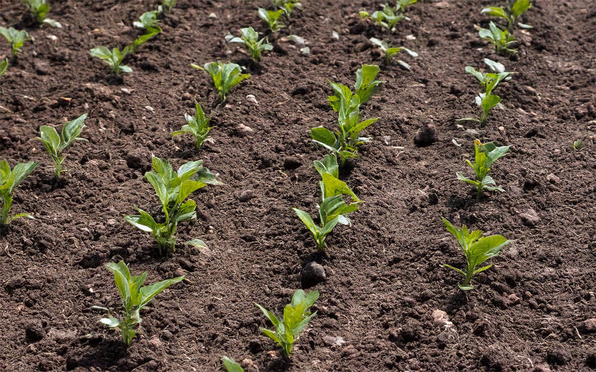 Organic Fertilizer