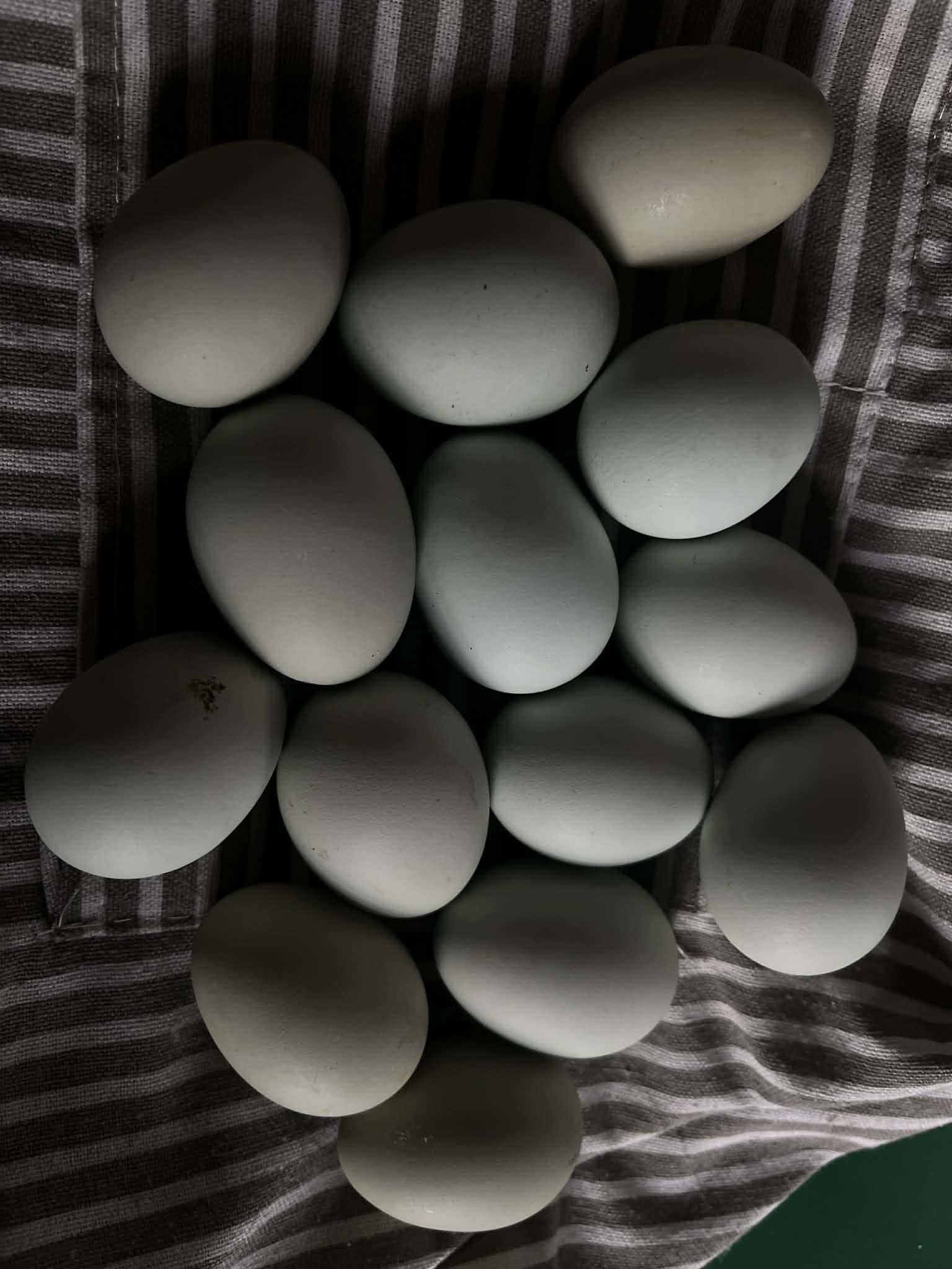 Assorted BYM Hatching Eggs