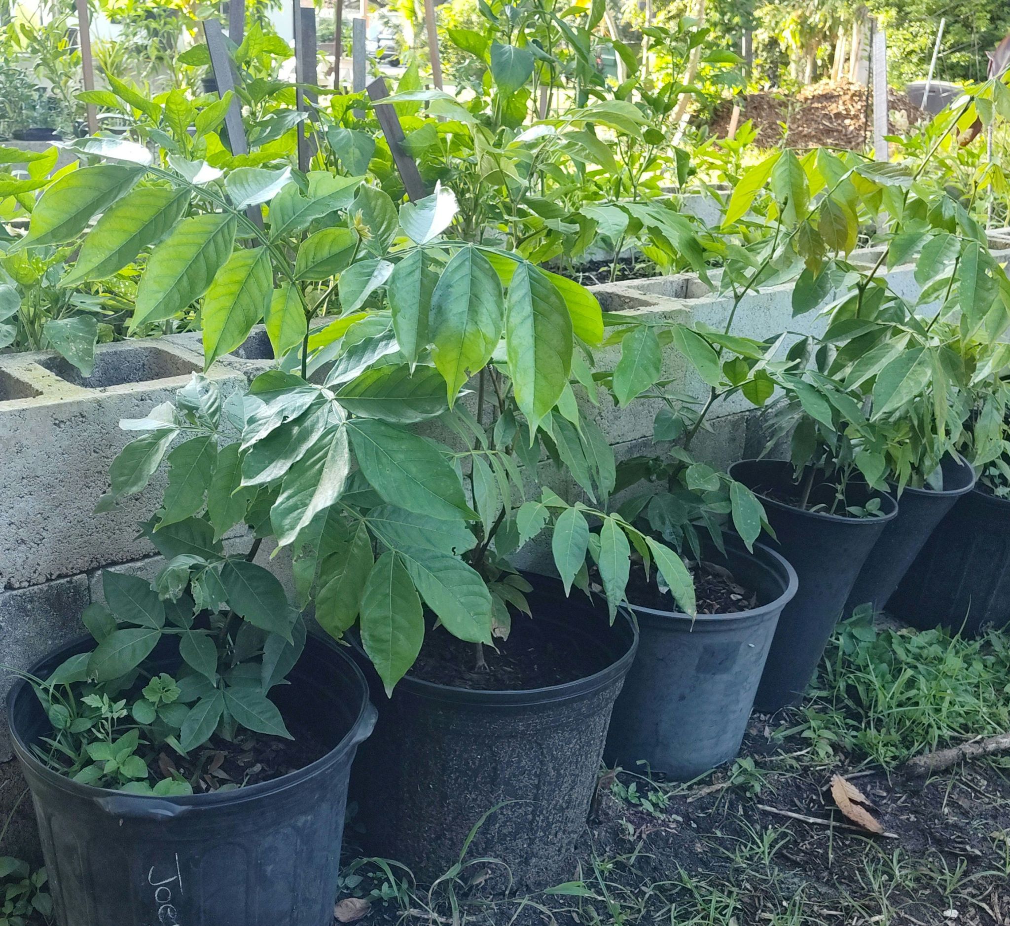 Ice cream bean plant
