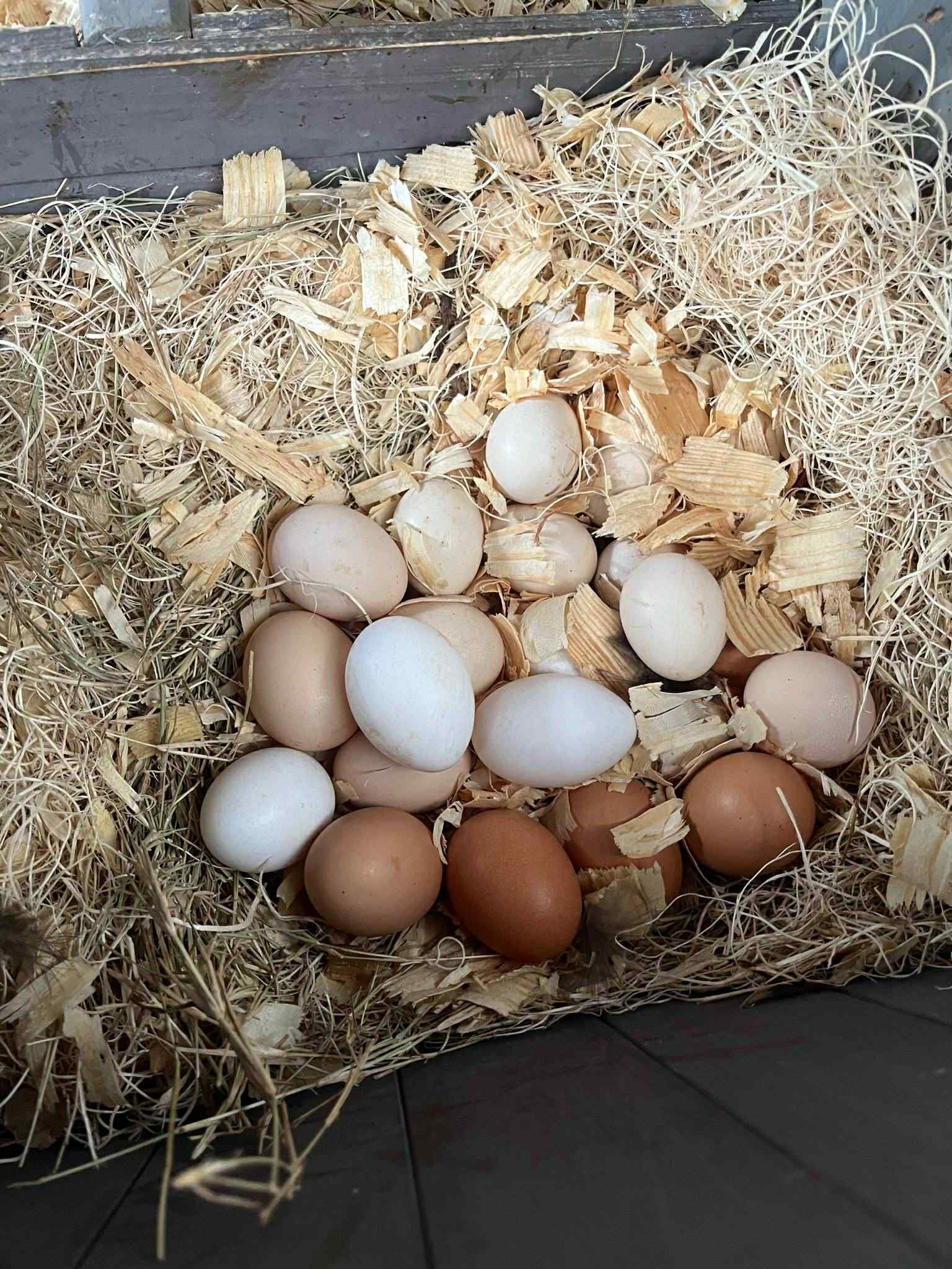 Assorted Silkie Hatching Eggs