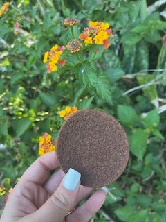 Chocolate Sugar Cookie