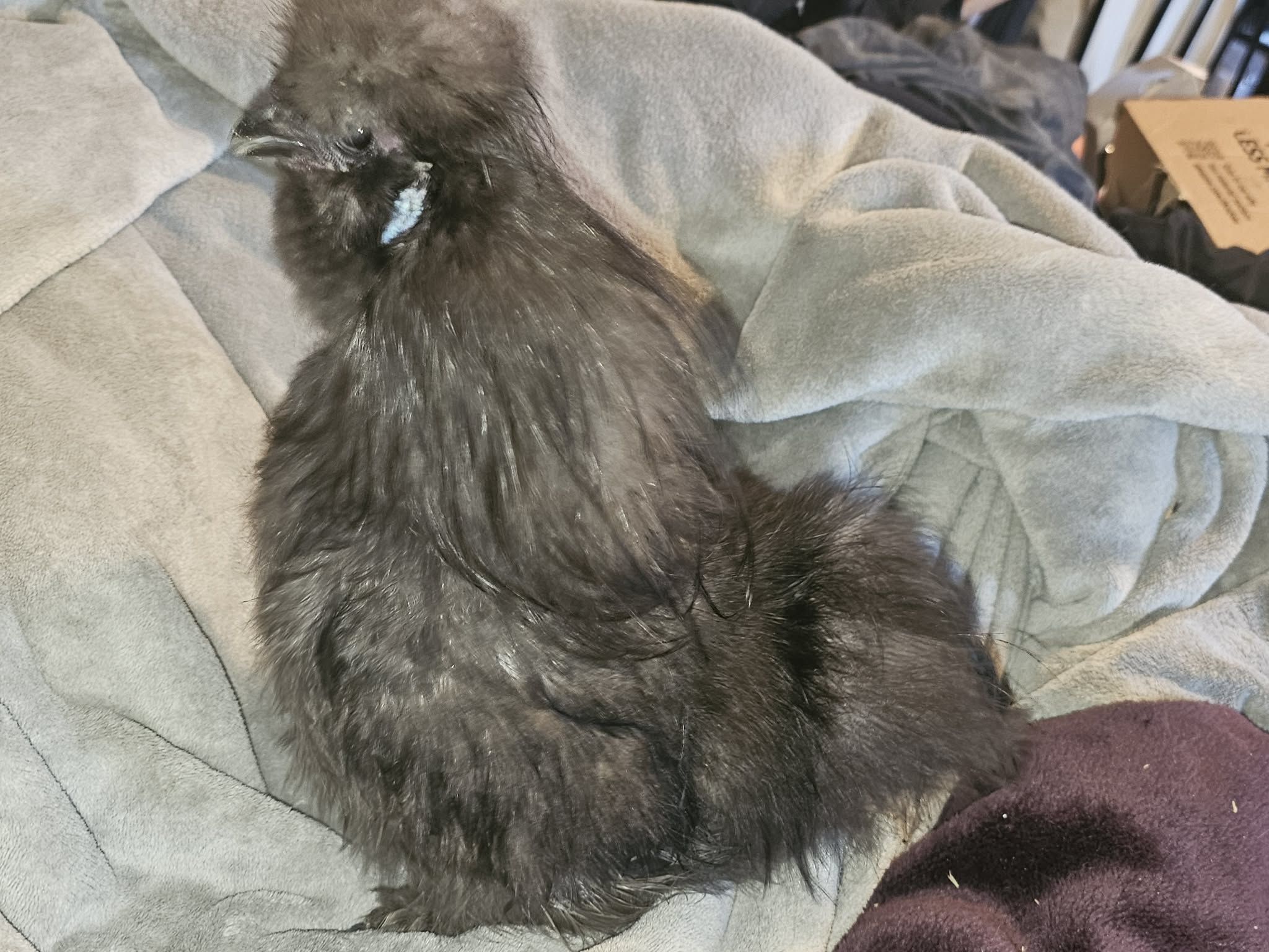 Blue Silkie Rooster