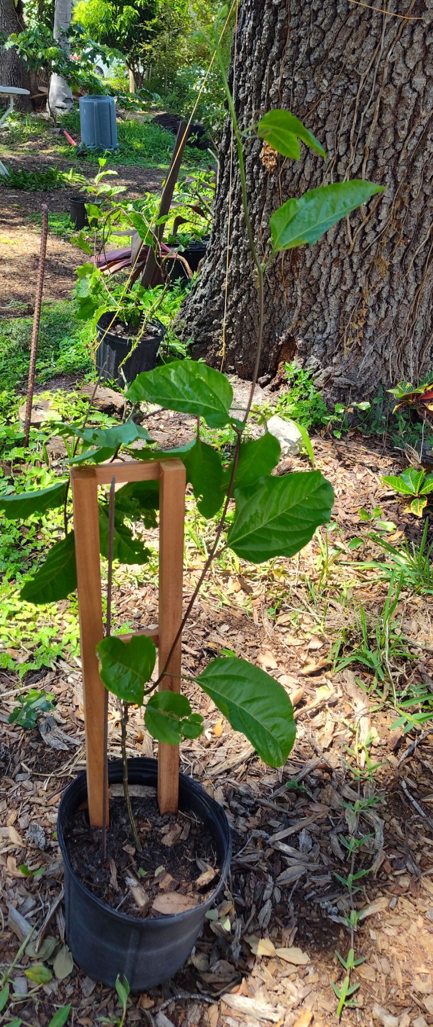 Passion fruit plants