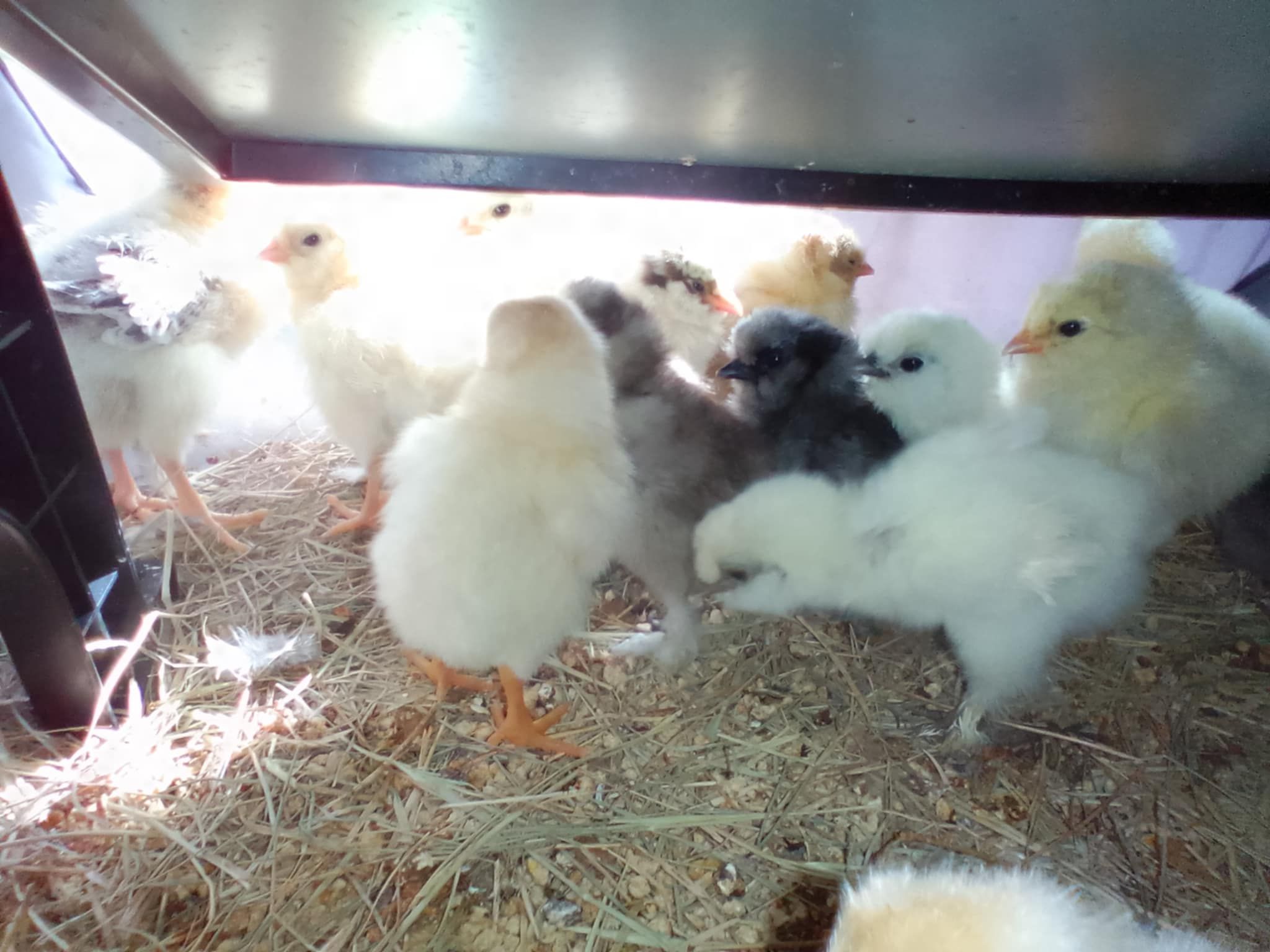 BYM NEWLY HATCHED