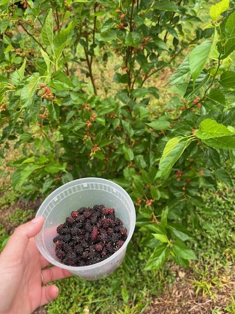 Dehydrated Mulberries