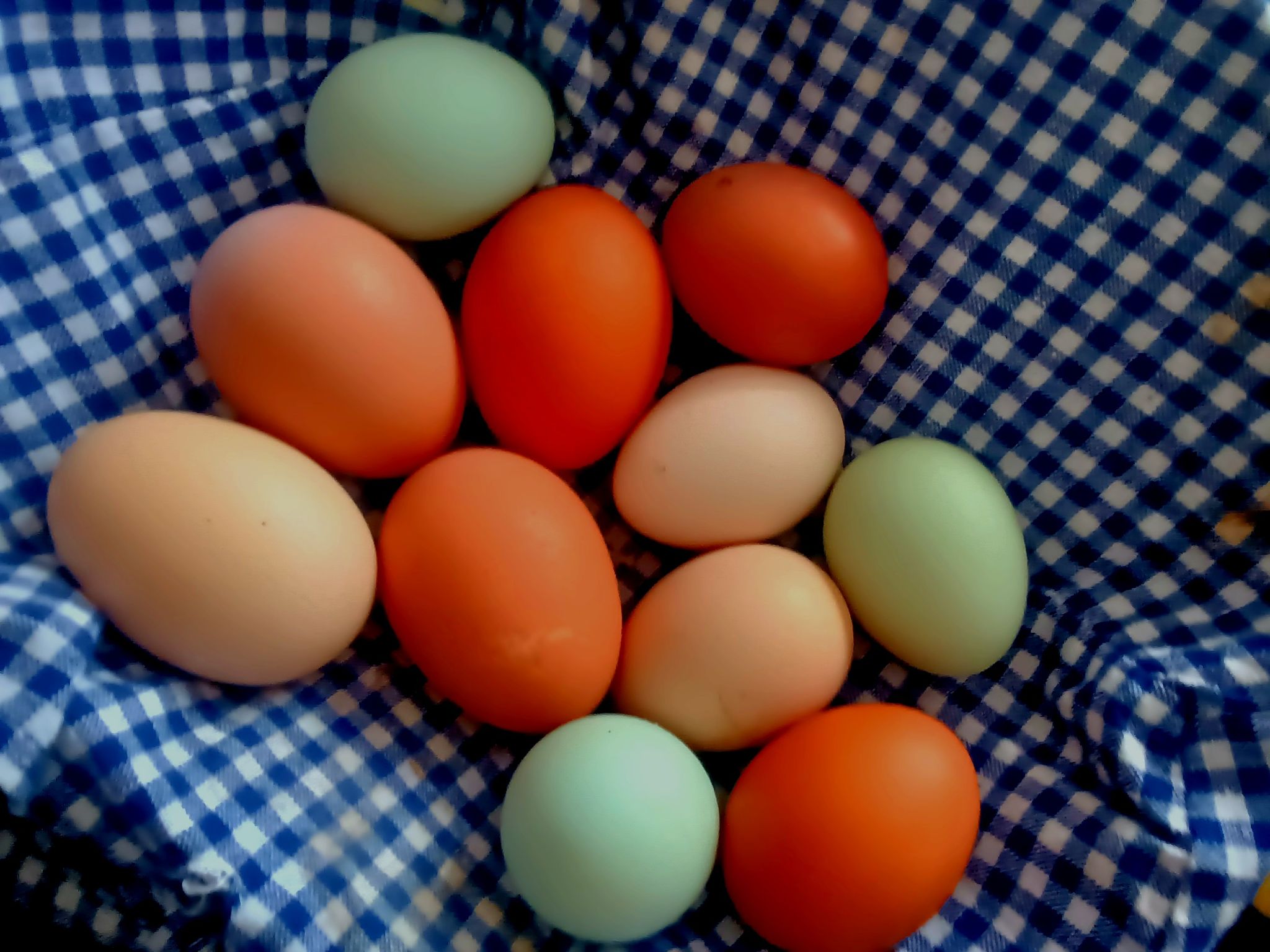 Chicken Eggs