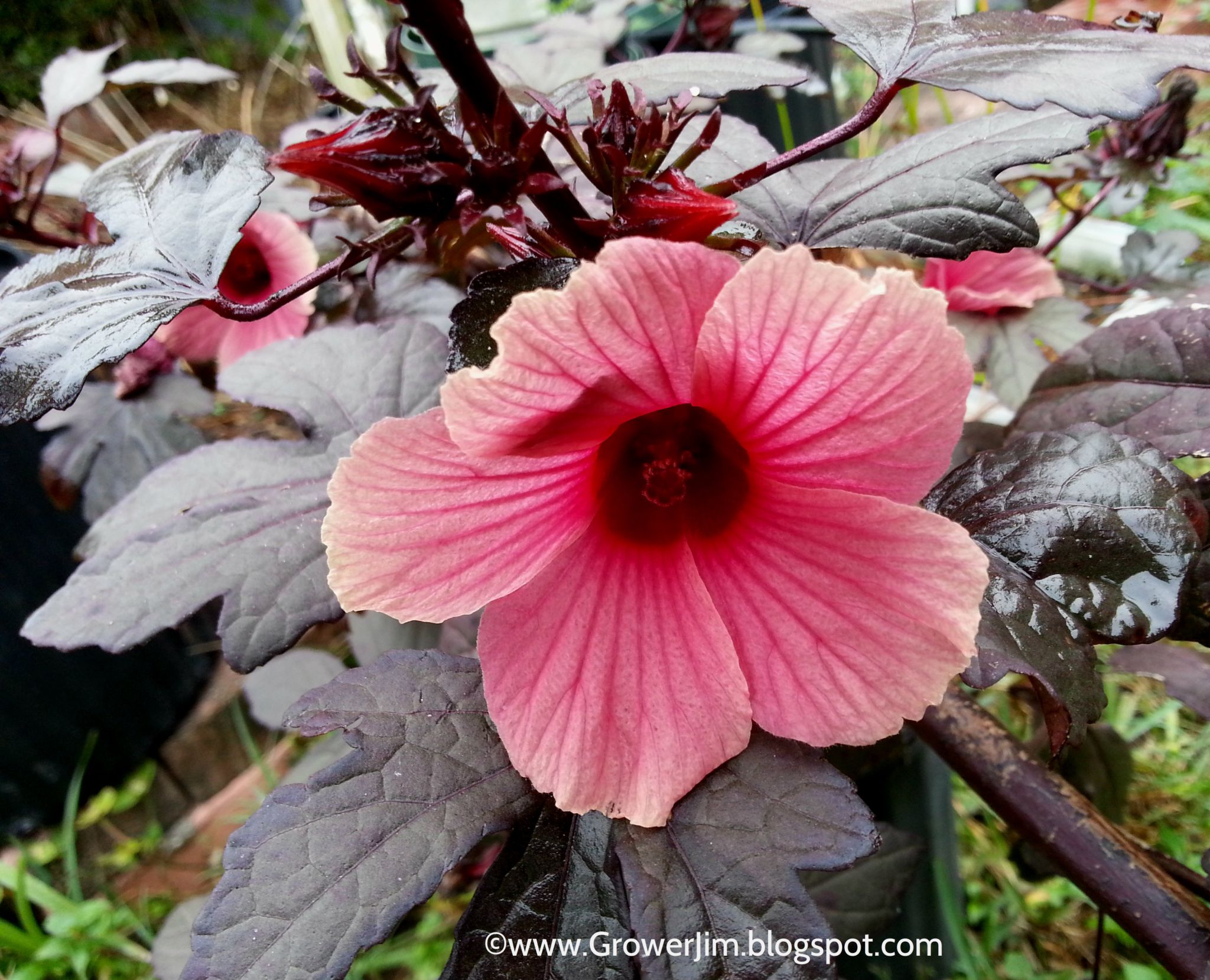 Cranberry Hibiscus plants
