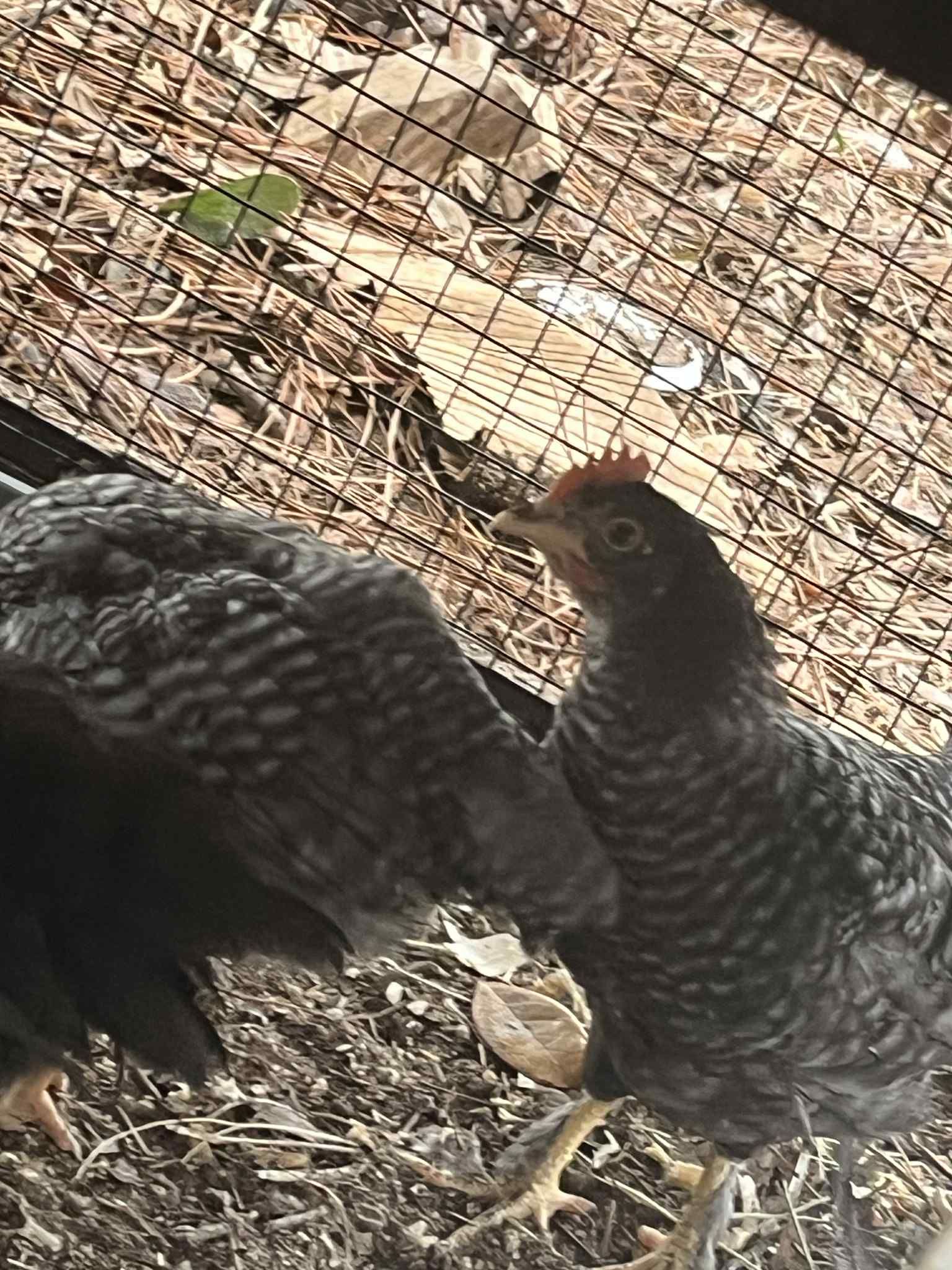 Barnyard Mix