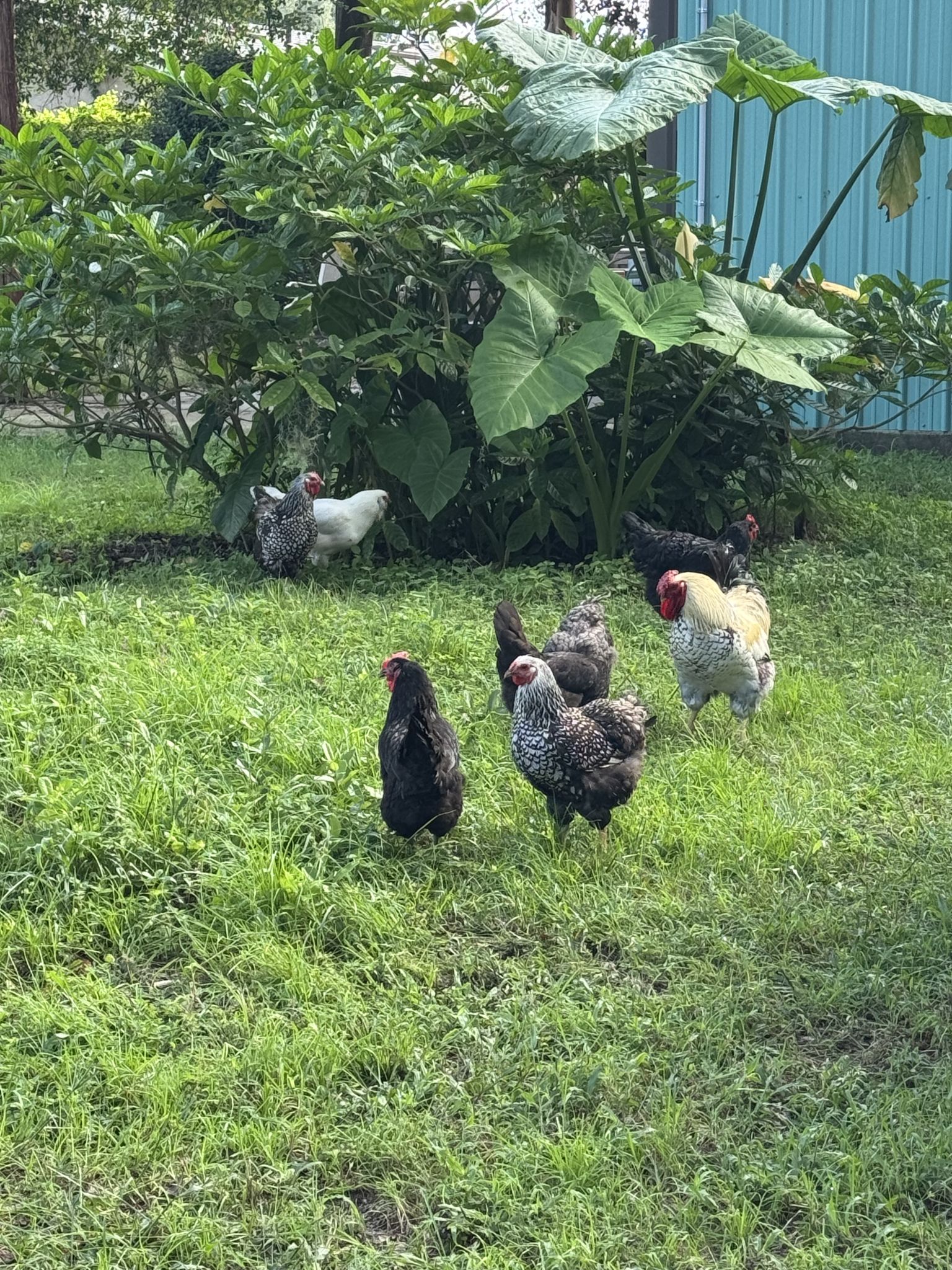 Chicken