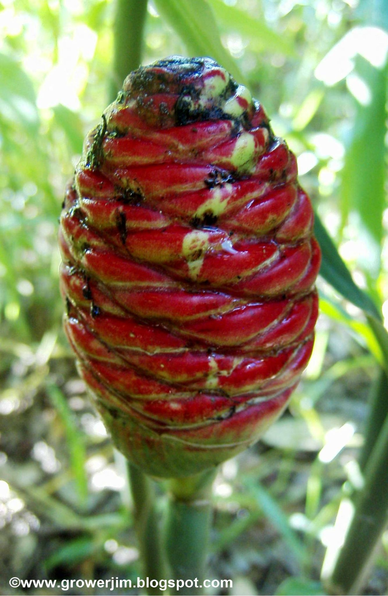 Shampoo/Pinecone ginger (Zingiber zerumbet) plants