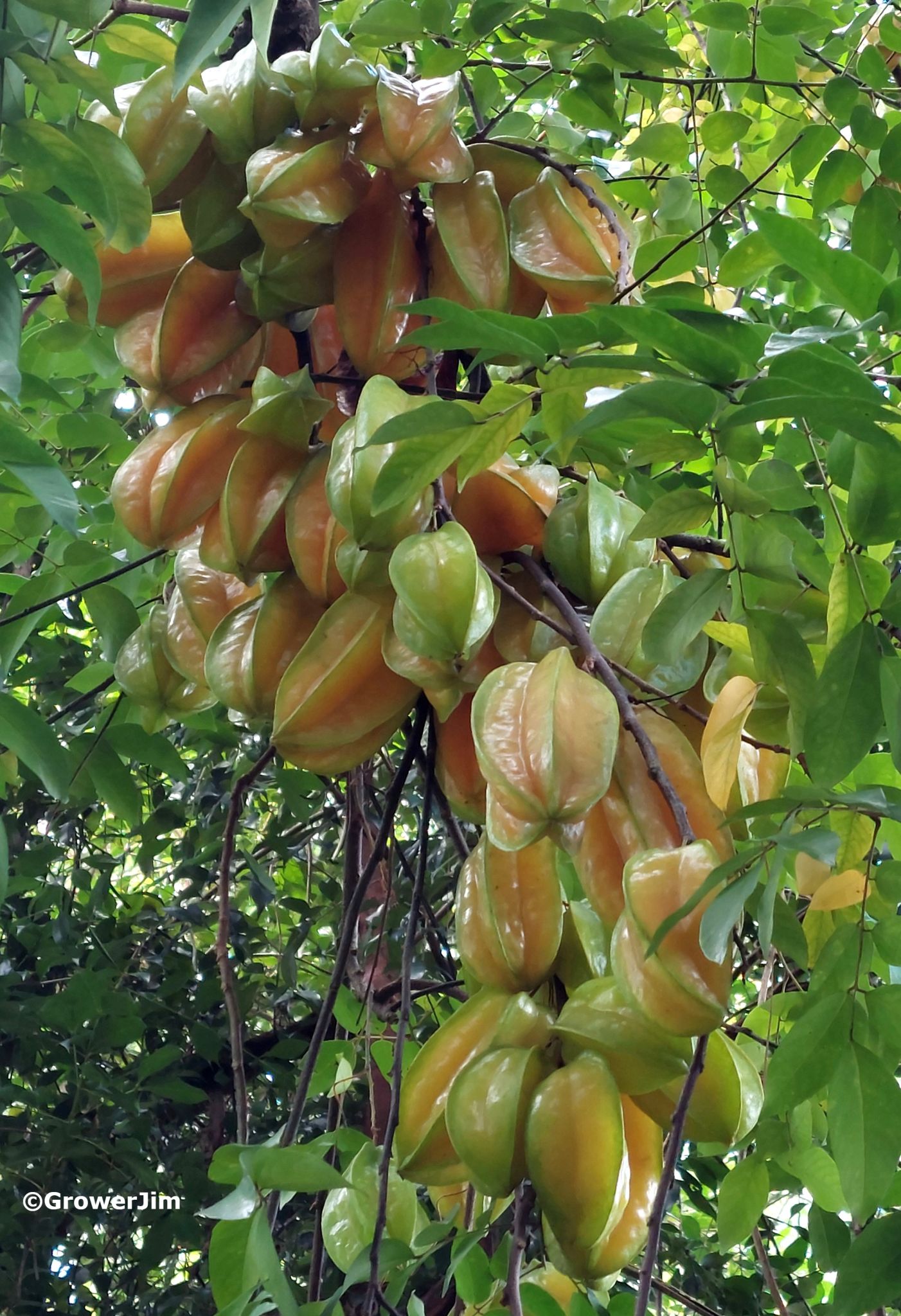 Carambola/Starfruit