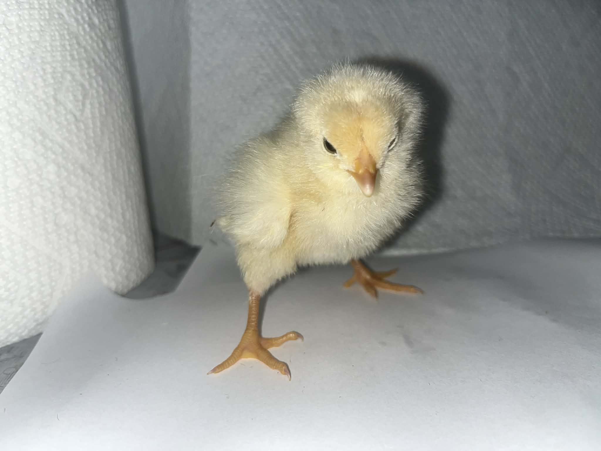 Easter Eggers