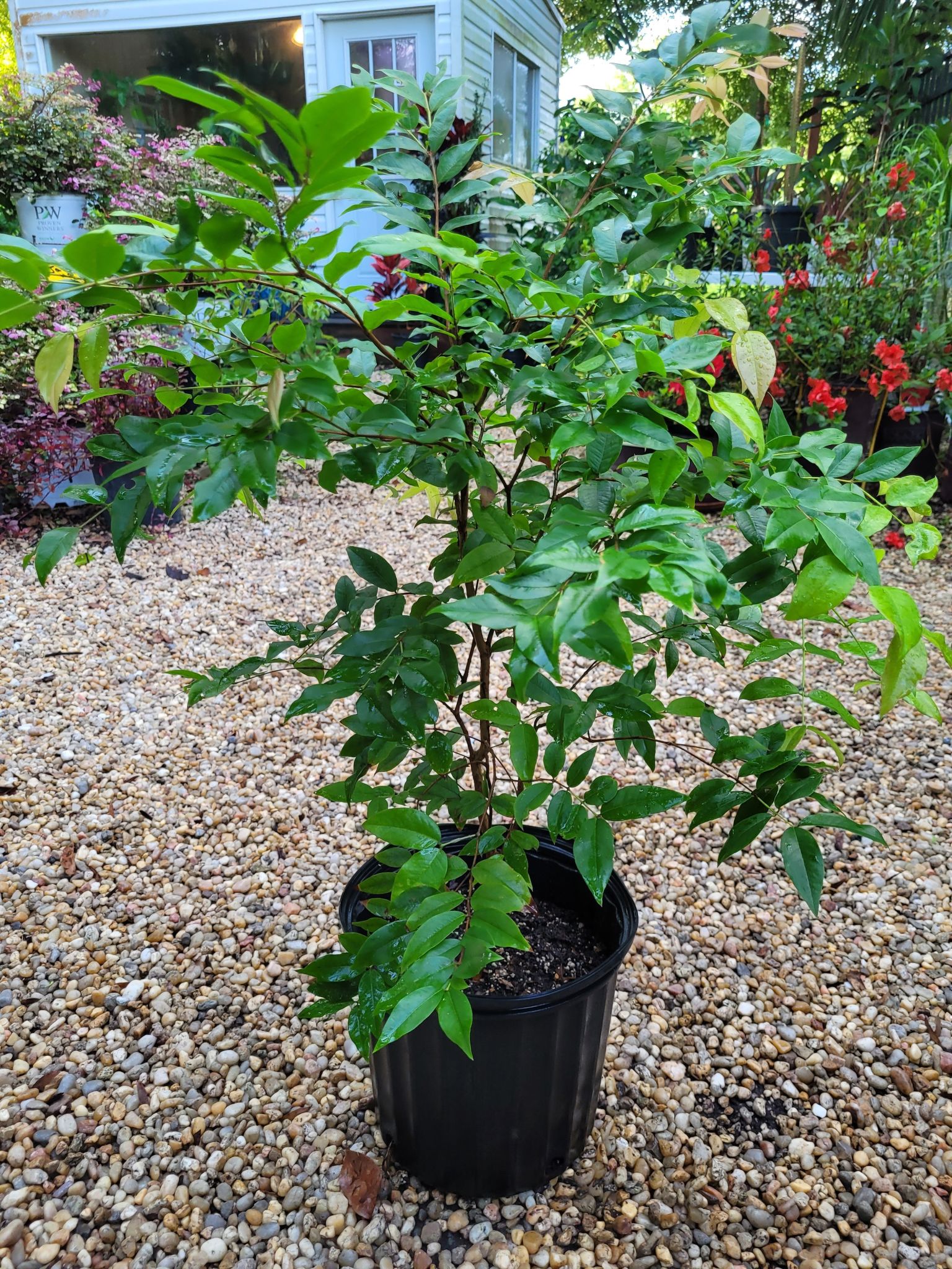Red Jaboticaba Fruit Trees at Abundant Gardens 813-716-7835