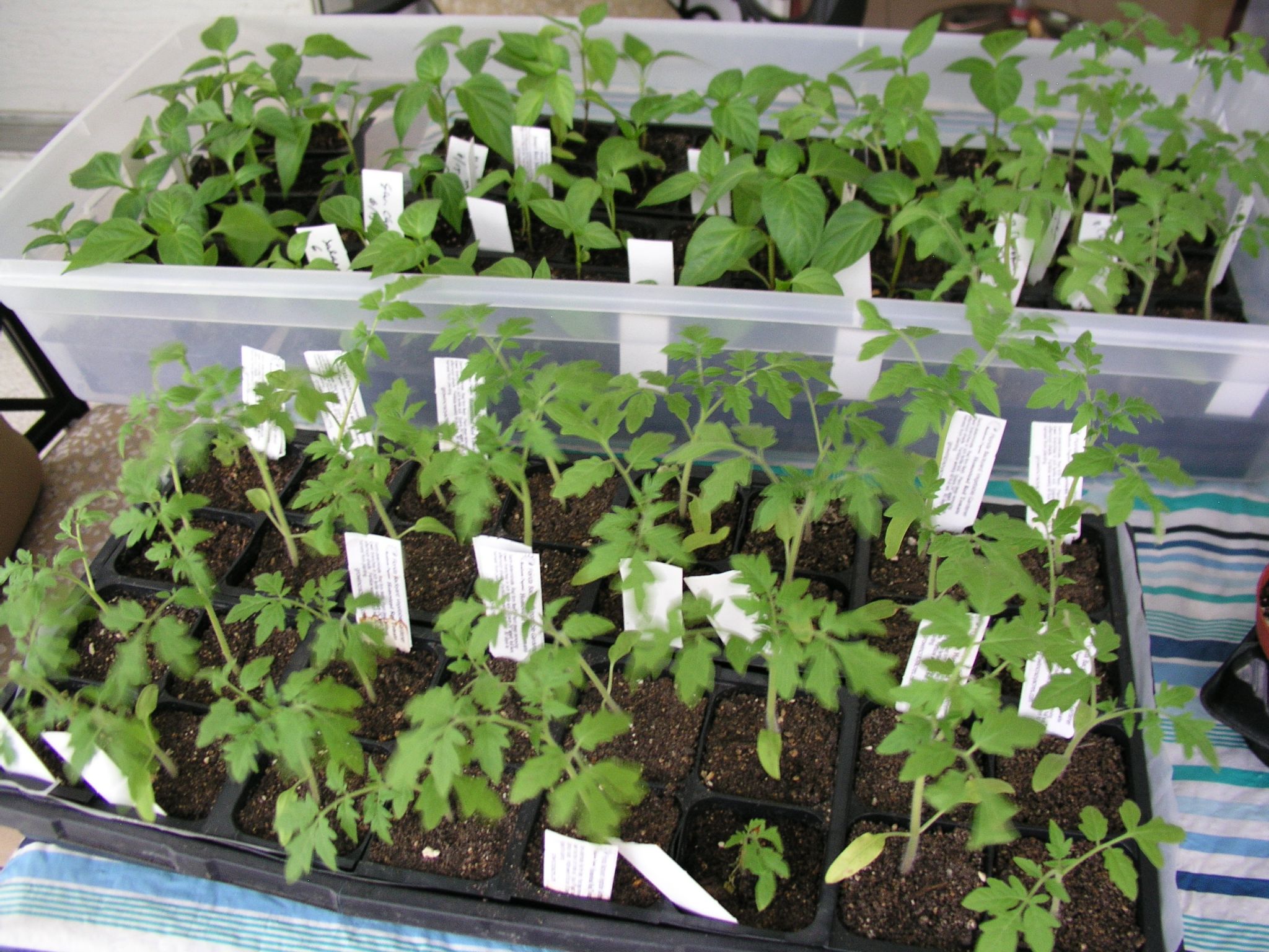 Seasonal transplants for vegetable gardens