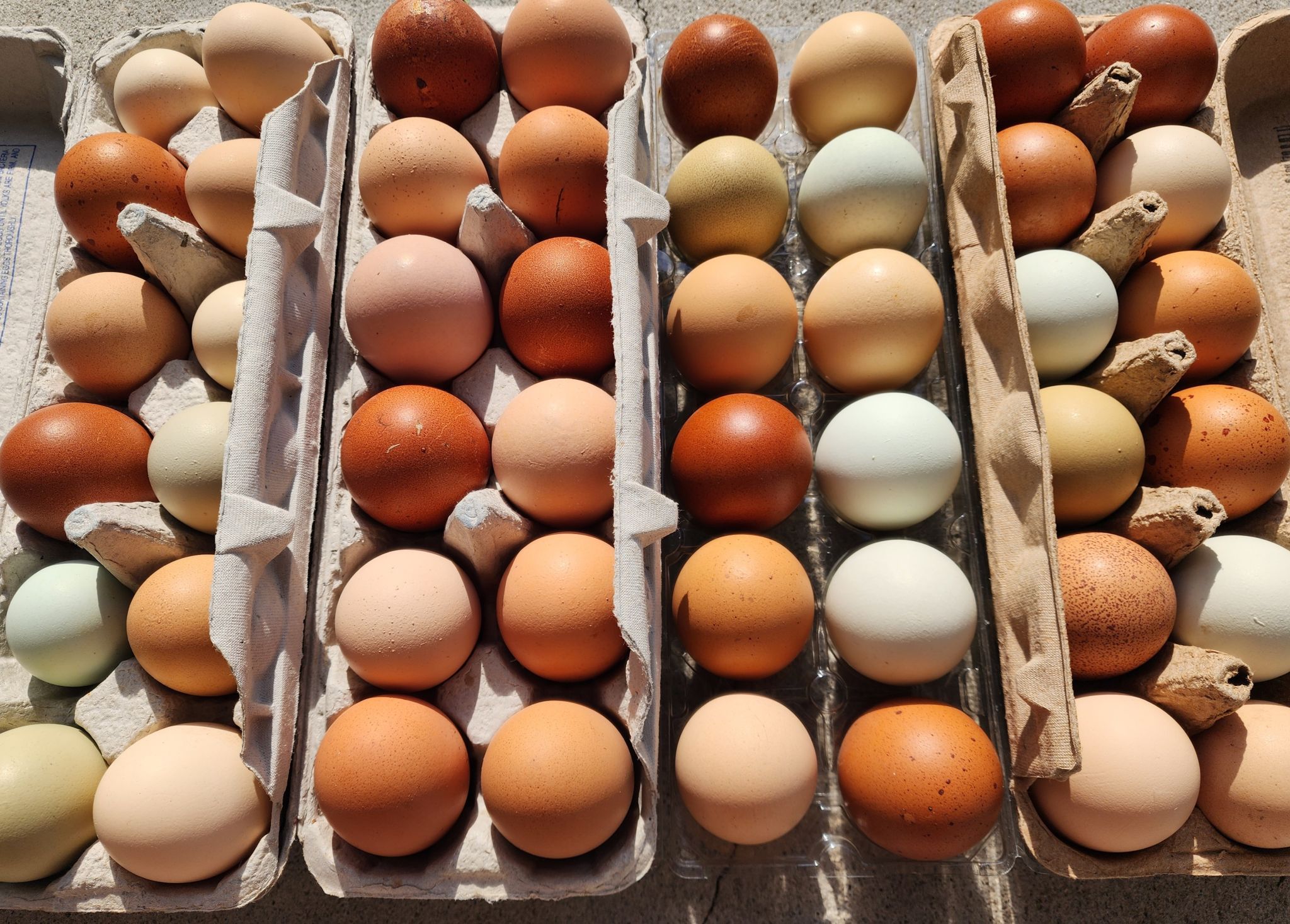 Eggs